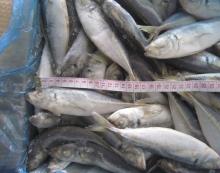 Horse Mackerel