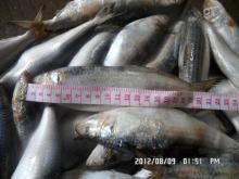 SARDINE FISH,FROZEN SARDINE
