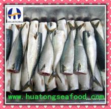 FROZEN MACKEREL IN HGT