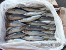 PACIFIC MACKEREL