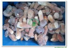 IQF Boletus Edulis (Frozen Boletus Edulis)-Whole Mushroom-Grade A(4-6CM)