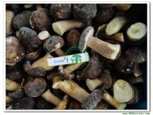 IQF Boletus Edulis (Frozen Boletus Edulis)-Whole Mushroom-Grade B(4-6CM)