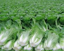 fresh chinese cabbage