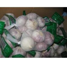 Fresh  Solo   Garlic  (250gr x 40bags)