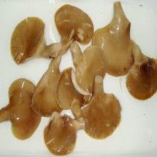 canned oyster mushroom in tins