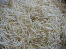 Canned Bean Sprouts