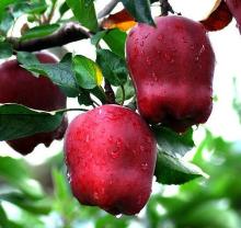 huaniu apple/fresh red apple