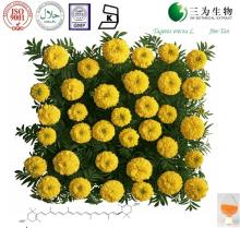 Marigold extract - 5~98% Lutein - 127-40-2