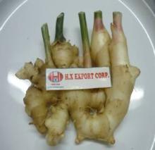 Ginger