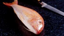 threadfin bream