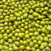  Latest  Green Mung Beans,from Inner Mongolia,Chna