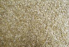 Sunflower Seeds Kernels
