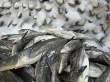 IVP  Cobia  Fillet