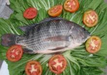 frozen tilapia GS