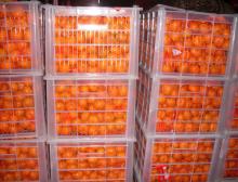  Nanfeng   Mandarin   Orange 