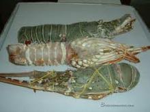 live lobster, frozen lobster, slipper lobster