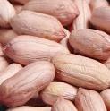 peanuts kernals for you with best spec
