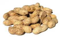 Raw fresh peanuts