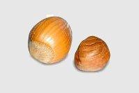 Hazel Nut