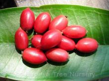  Miracle   fruit , or Synsepalum dulcificum