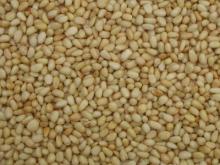 pine nut kernel