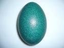  Emu   Eggs 