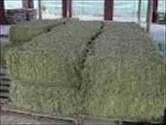 Alfalfa Hay Animal feed