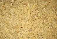 Organic Barley Grains