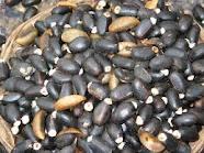 JATHROPHA SEEDS