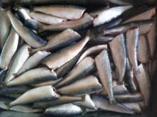 Sardine HGT