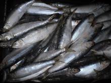 Sardines