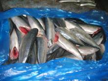 Mackerel HGT HG CUT