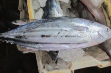  Skip   jack   tuna 
