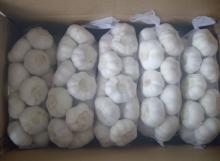 Chinese fresh garlic 5.0cm