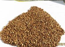 China buckwheat roasted