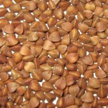 China  roasted   buckwheat   kernel s