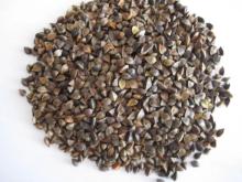 China raw buckwheat