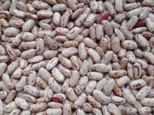  light  speckled kidney beans(2012 crop long shape)