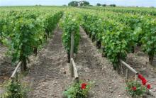 Merlot grapes