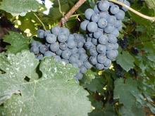 Silas grapes