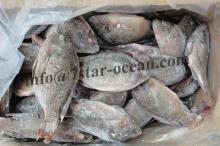 Frozen Black Tilapia  Fish   Farm  Raised
