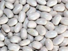 White Kidney Beans Japanese Type (Crop 2012)