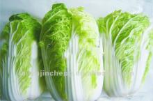 Fresh Chinsed Cabbage, Chinese Long Cabbage
