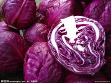 2012  Fresh   Red   Cabbage  for Sale