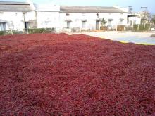 273 CHILLI