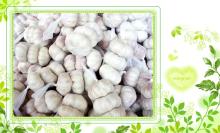 fresh garlic 020