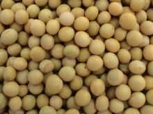 Soya Bean