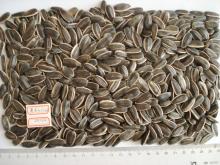 sunflower seeds 5009
