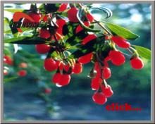 Polysacchrides 10% 20% 40% by UV wolfberry extract