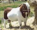 boar goat and cow milk powder